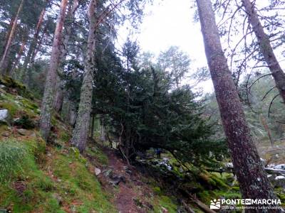 Tejos Milenarios de Valhondillo -Tejos de Rascafría; excursiones de fin de semana;agencia de excurs